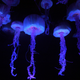 Illustration for article titled This Is What Millions of Hungry Jellyfish Sound Like